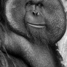 Orang Utan